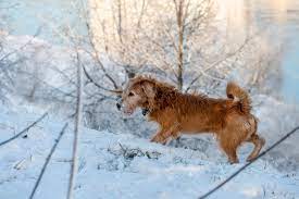 Alegria gelada: Atividades incríveis de inverno para seu cão!