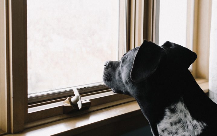 Segredos felizes: Alívio ansioso em cachorros!