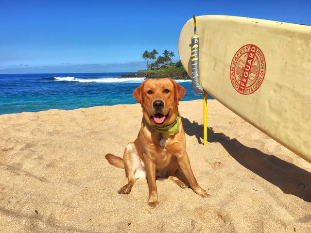Aloha canina: a magia lunar e os pets!