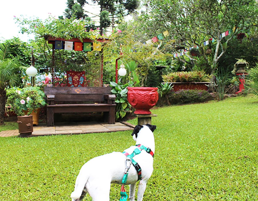 Amigos peludos e jardins coloridos: descubra a paz entre cães e plantas!