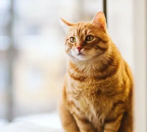 Meow-saico Renascentista: A Arte de Gatos em Foco!