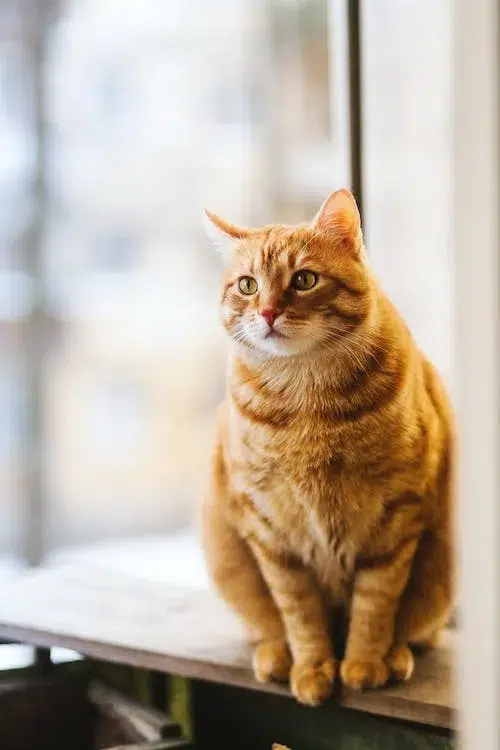 Meow-saico Renascentista: A Arte de Gatos em Foco!