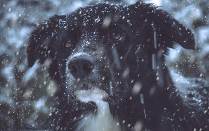 As melhores atividades de inverno para seu cachorro