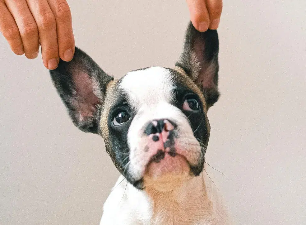 Audição Canina: Desvendando os Sons do Mundo Cão!