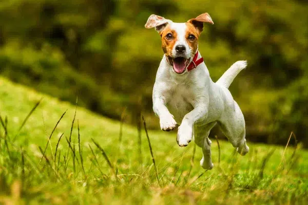 Cães em Movimento: Fazendo alegria voar!