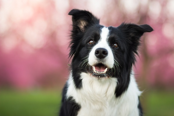 Cães felizes e inteligentes: enriquecendo mentes caninas!