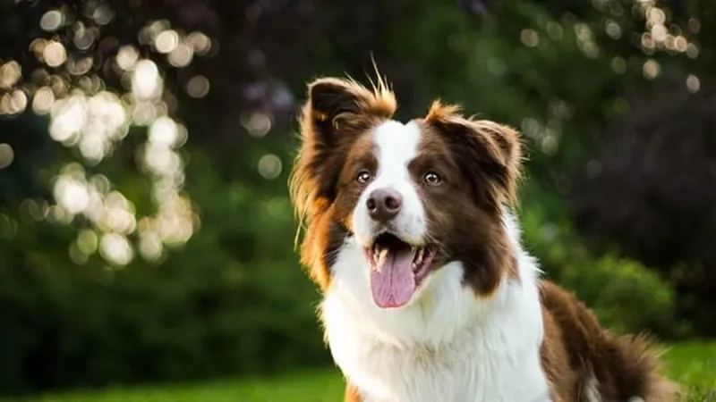 Desvendando a Paixão por Escavação: Domine seu Cãozinho Aventureiro!