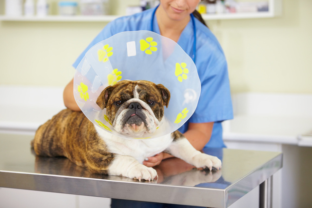 Castração Canina: Desvendando Mitos e Celebrando o Bem-Estar!