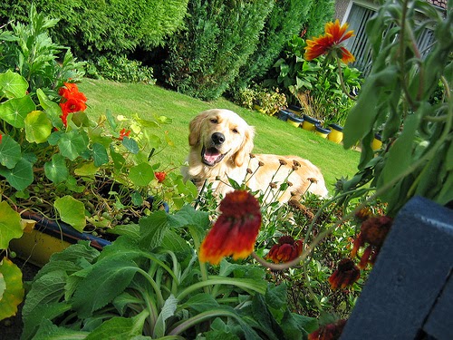 Como criar um jardim seguro e estimulante para seu cachorro.