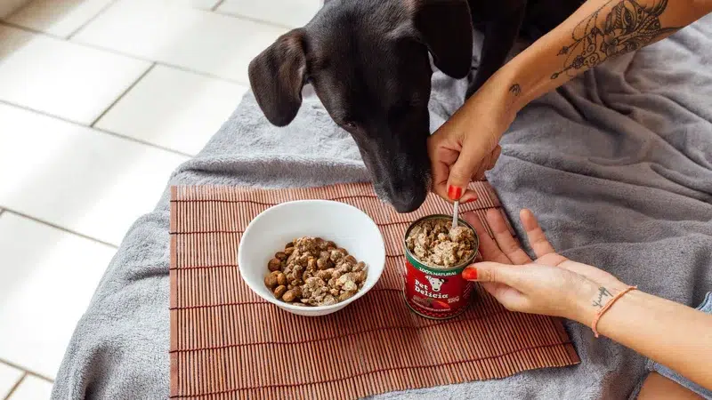 Delícias naturais para o seu cão: ervas que fazem bem!