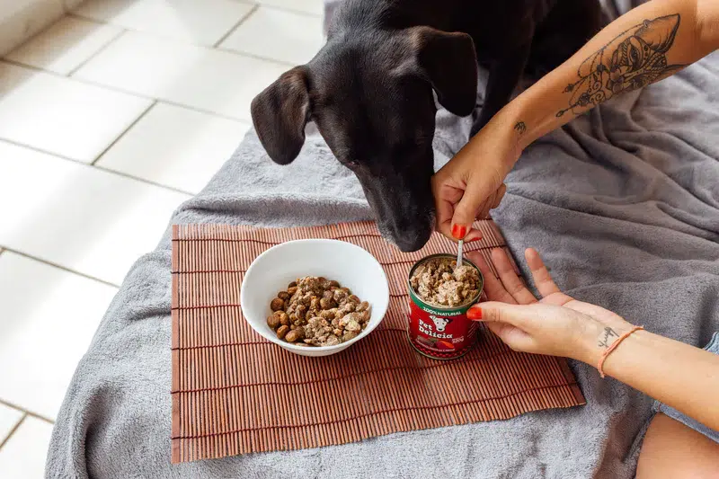 Delícias naturais para o seu cão: ervas que fazem bem!