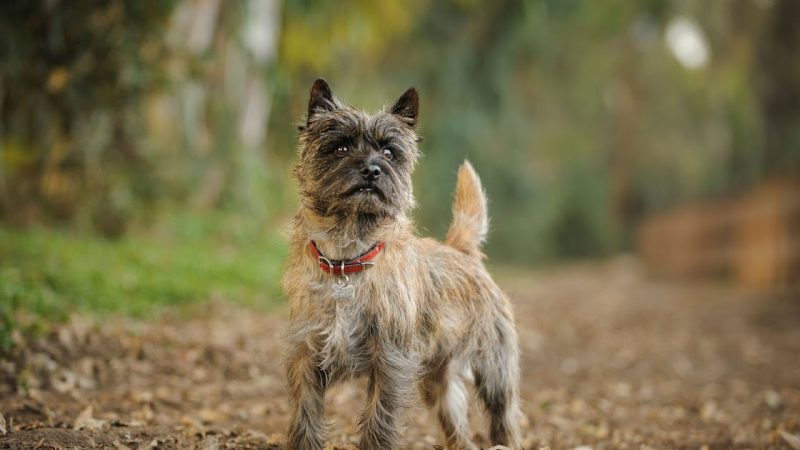 Descubra a mágica canina: a ciência por trás dos brinquedos favoritos!