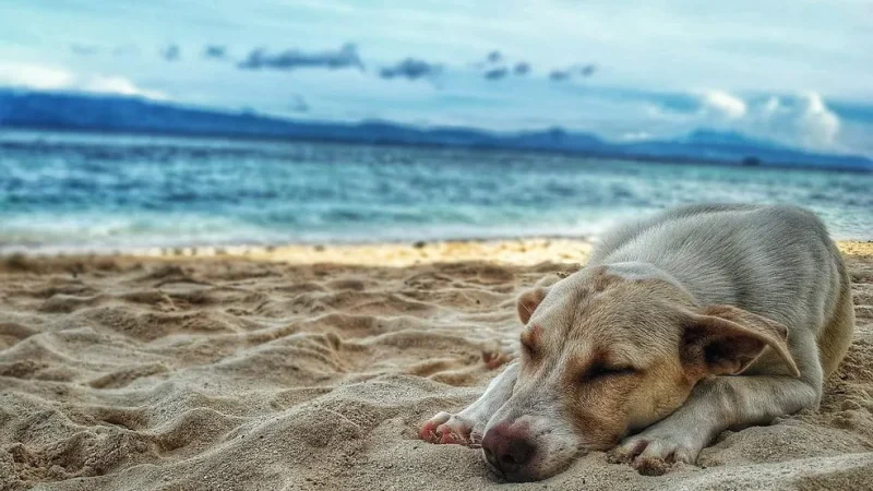 Cães Zen: Desvendando a Arte do Relaxamento com Meditação!