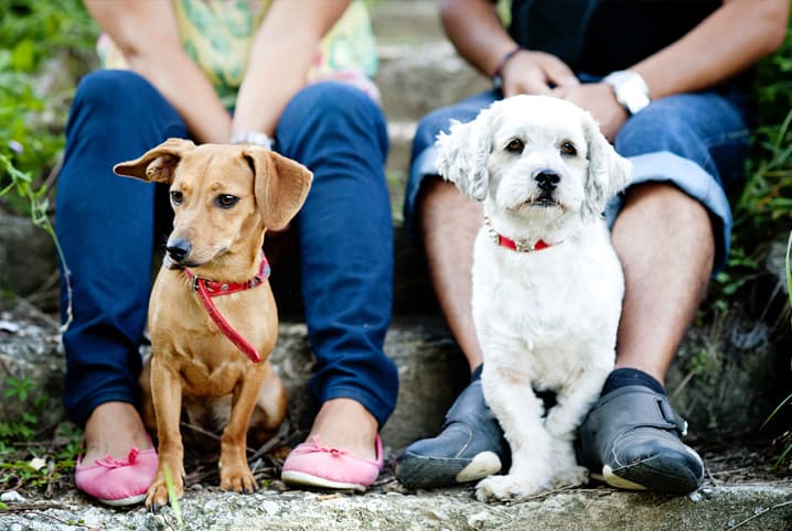 Laços de amizade: Dicas alegres para sociabilizar seu cão!