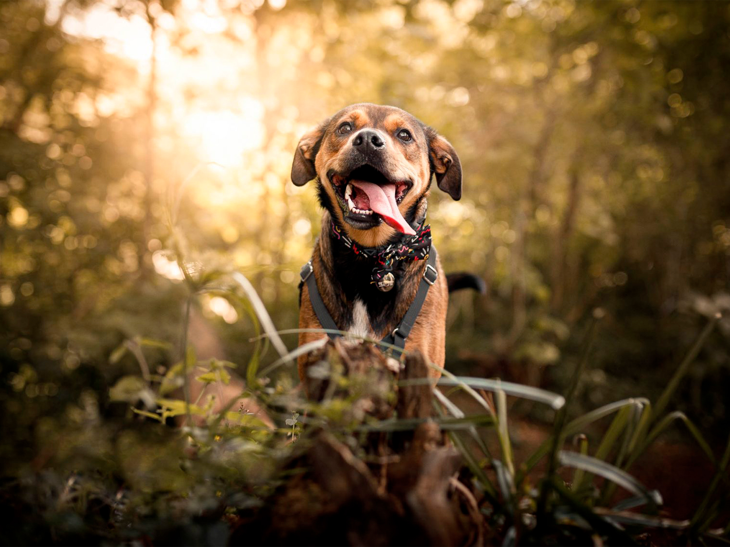 Clicks Felizes: Dicas fotográficas irresistíveis para eternizar seu pet!