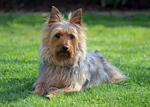 Encanto Canino: A Harmonia do Silky Terrier!