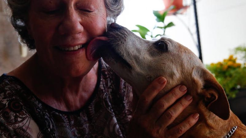 Felicidade Canina na Terceira Idade: Cuidados Essenciais!