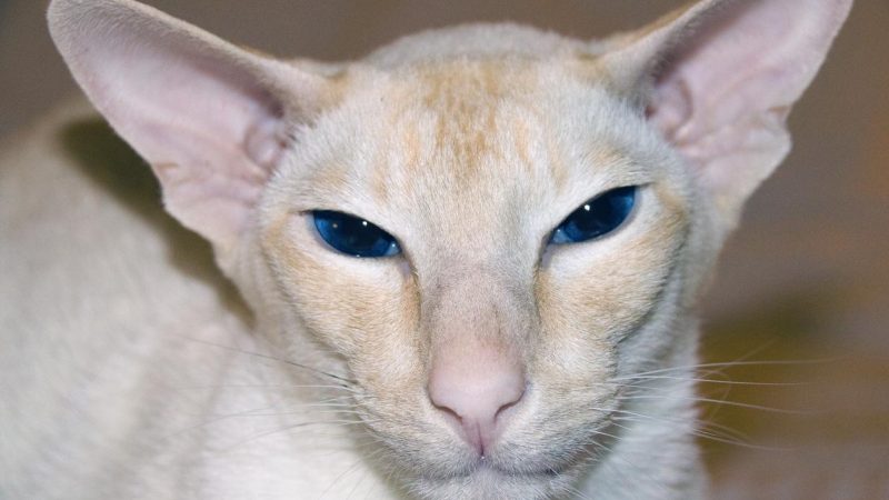 Alegria Colorida: A Pureza do Gato Colorpoint Shorthair