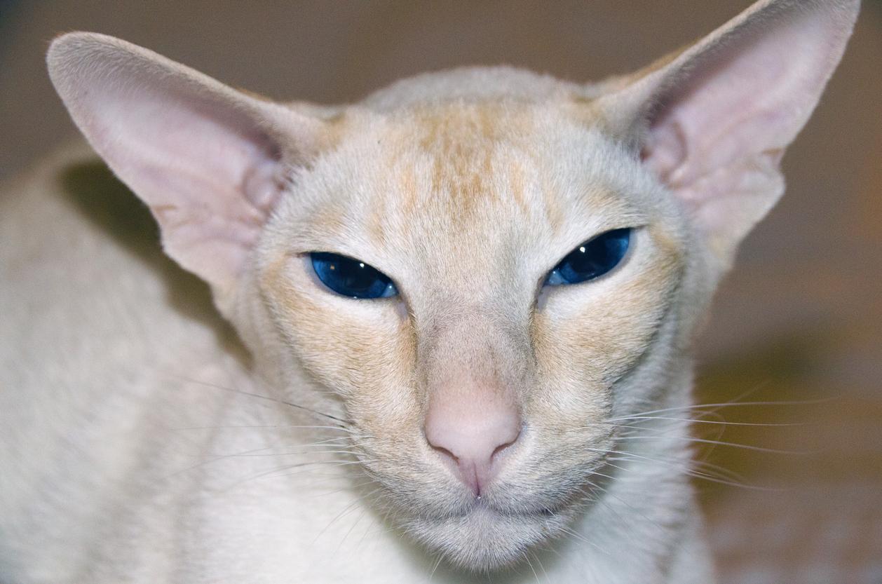 Alegria Colorida: A Pureza do Gato Colorpoint Shorthair