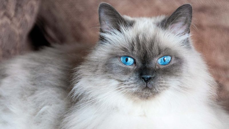 Encanto Felino: O Carisma Radiante do Gato Himalaia