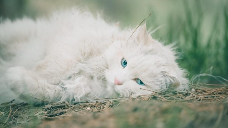 O Encantador Conto do Gato Lambkin: Uma Aventura Vibrante!