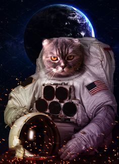 Gatos Astronautas: Aventuras e Curiosidades Espaciais!