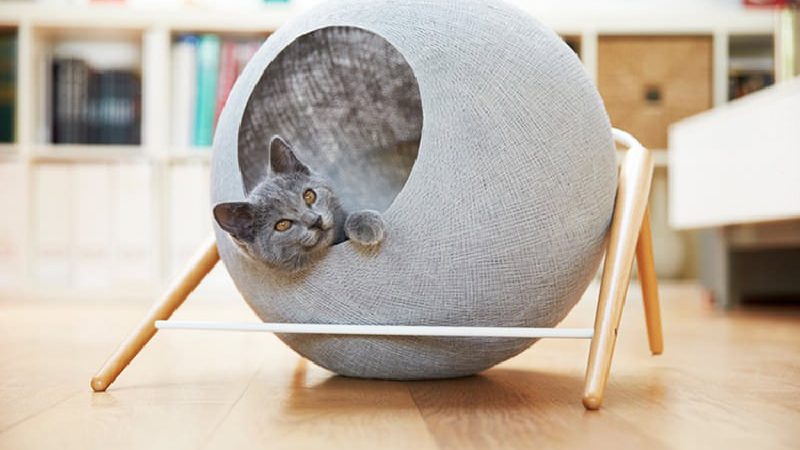 Gatos Modernos: A Harmonia Felina na Arquitetura!