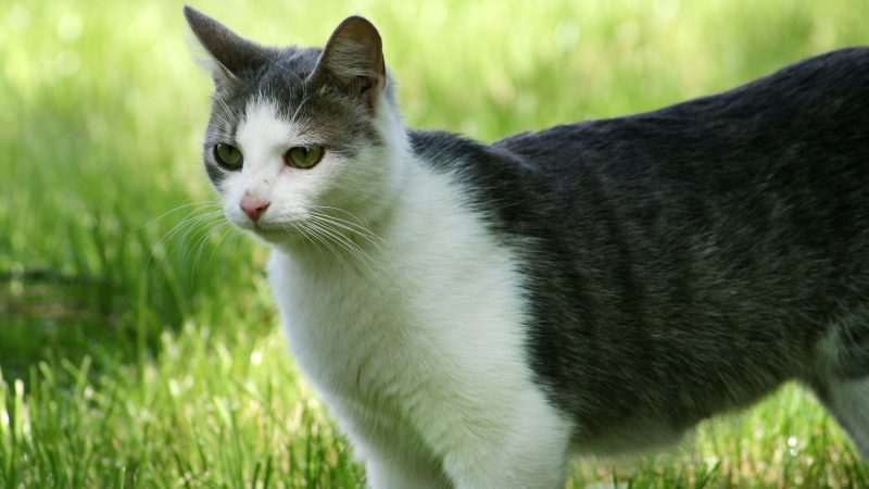 Gatos navegam: Os companheiros felinos das antigas aventuras marítimas!