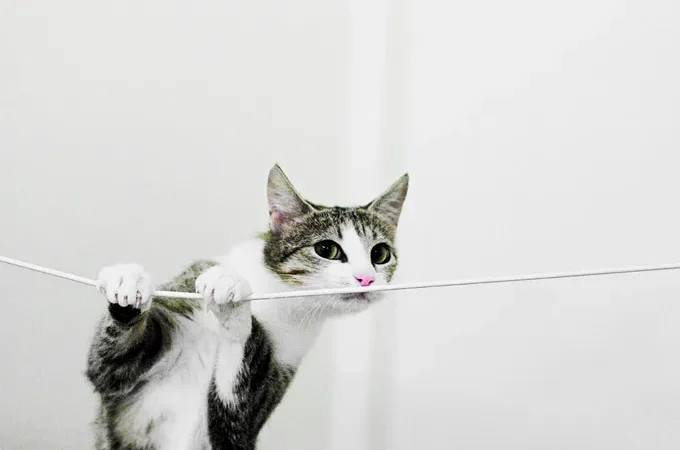 Gatos e Cordas: Uma Serenata Felina!