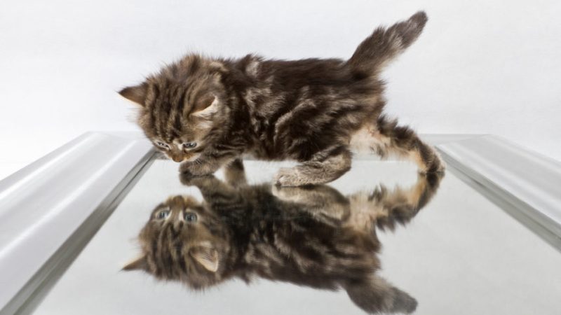 Gatos e Espelhos: Descobrindo os Encantos Reflexivos!