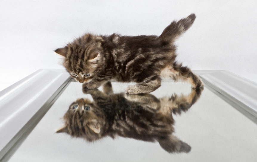 Gatos e Espelhos: Descobrindo os Encantos Reflexivos!