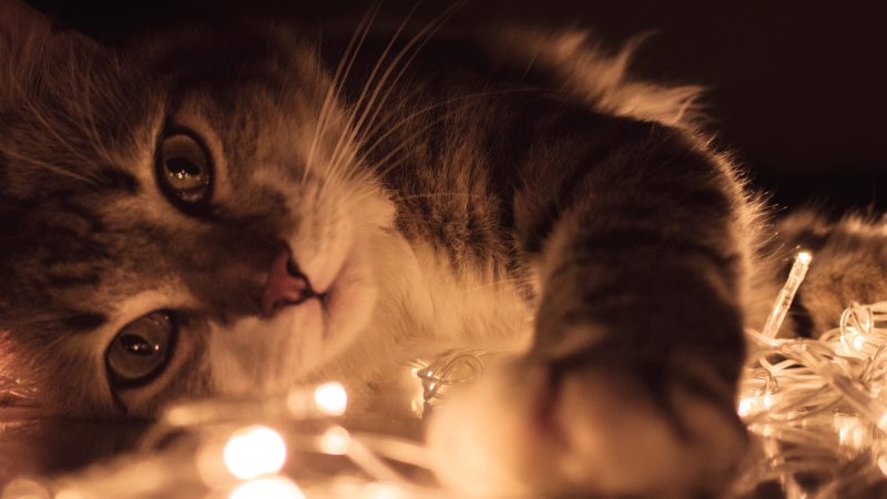Gatos mágicos: lendas felinas encantadoras