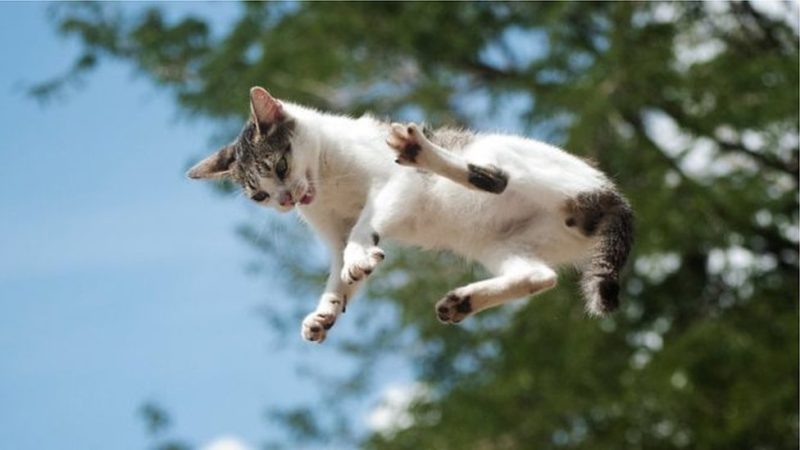 Gatos no ar: A física da destreza felina!