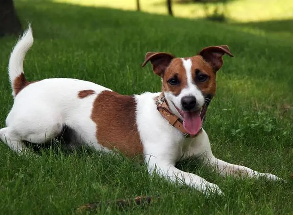 Alegria em Miniatura: O Incansável Jack Russell Terrier!