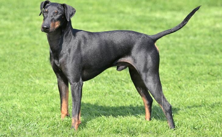 A alegria audaciosa do Manchester Terrier