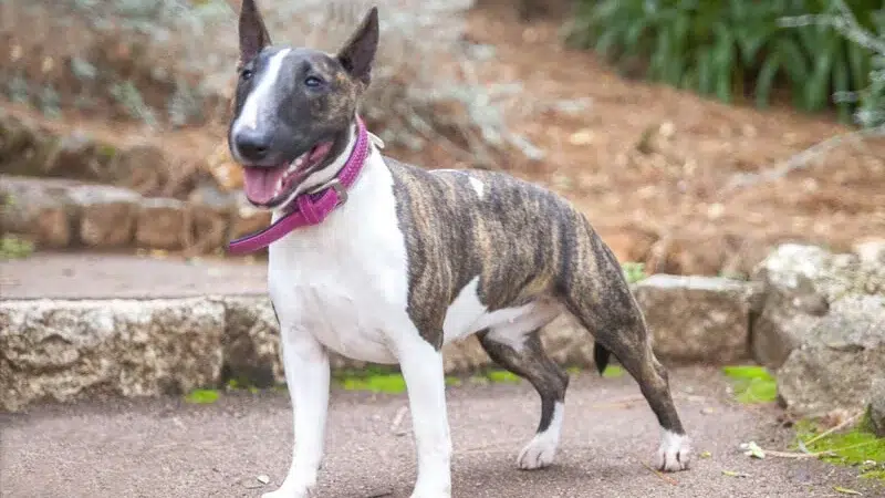 A Incansável Determinação do Miniature Bull Terrier