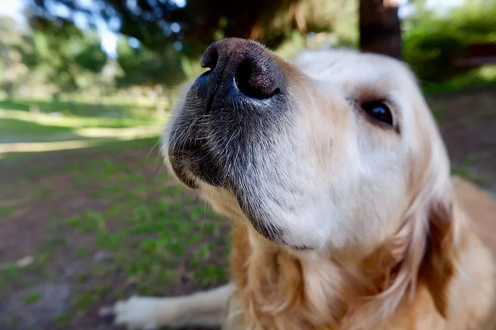 Cheirando a Verdade: Mitos sobre o Olfato Canino Derrubados!