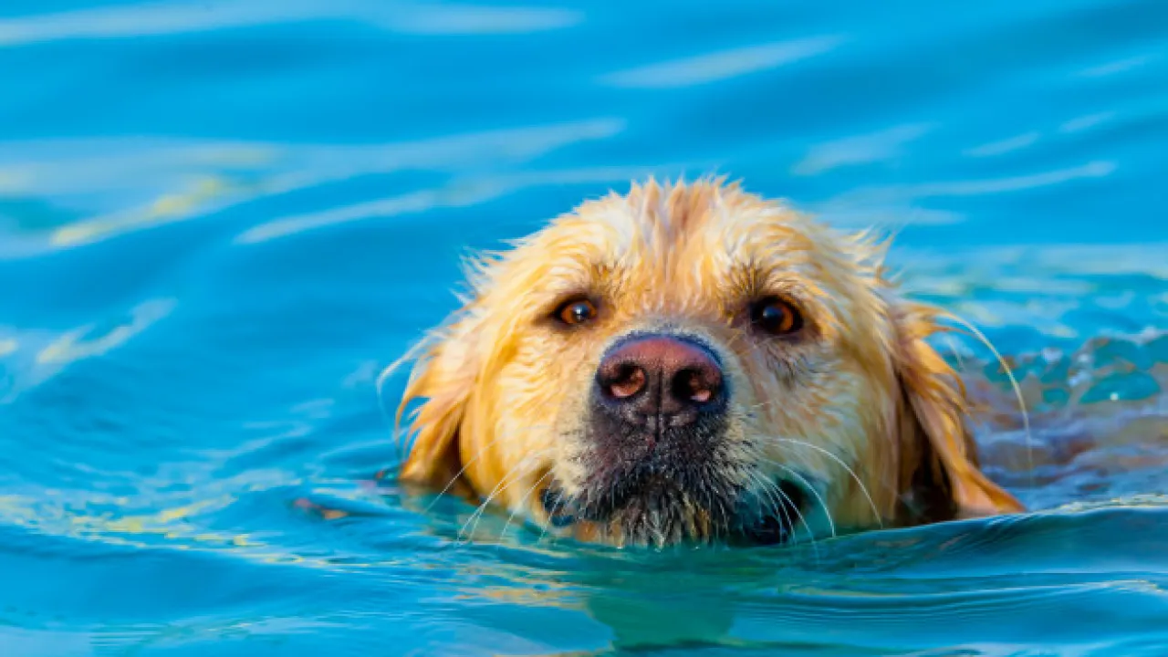 Nadando para aliviar a dor: Os mimos aquáticos dos cãezinhos artríticos!