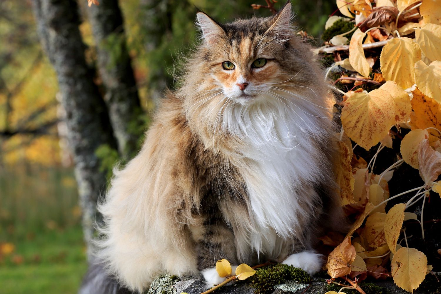 Alegria Felina: Encante-se com o Rusticidade do Norwegian Forest Cat!