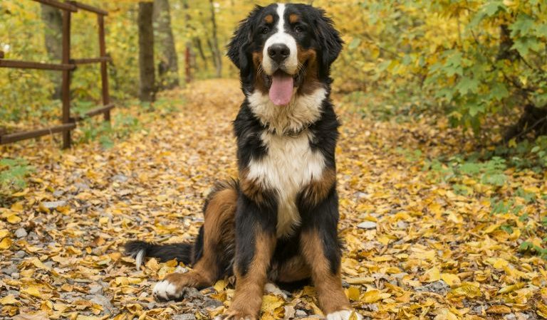 O Bernese Mountain Dog: Alegria nas Alturas!