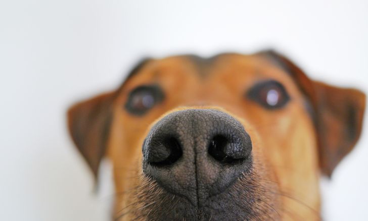 O incrível olfato dos cães: Descubra os segredos dessa super-habilidade!