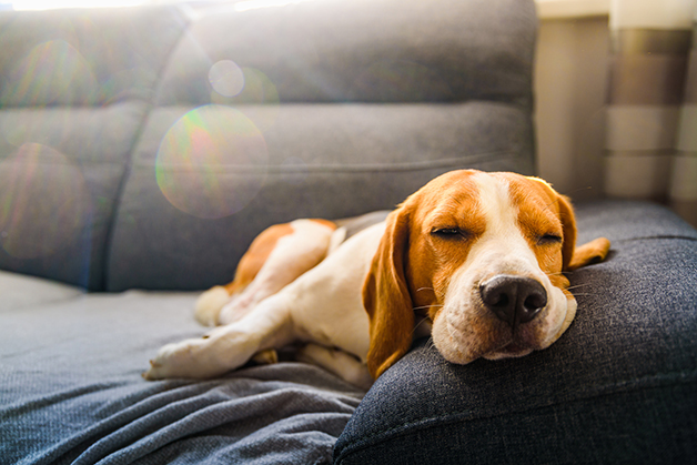 A ciência dos sonhos caninos: O que eles realmente sonham?