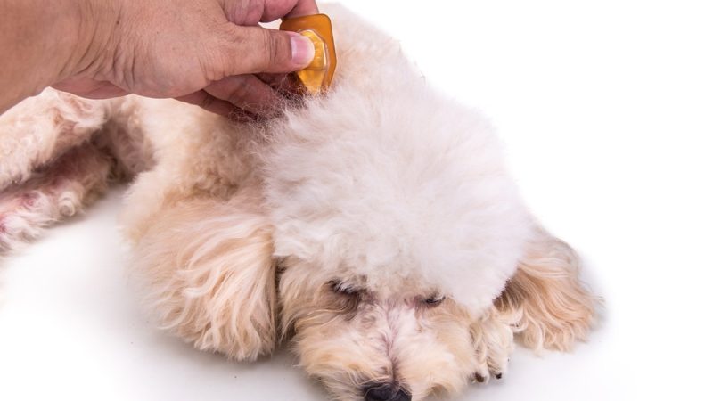 Os efeitos da aromaterapia em cães: O que diz a ciência?