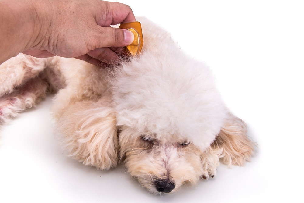 Os efeitos da aromaterapia em cães: O que diz a ciência?