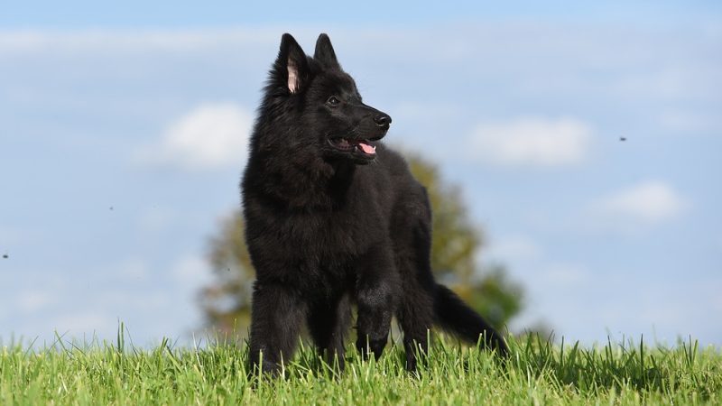 Alegria Canina: O Otimismo do Schipperke!