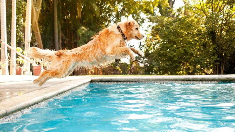 Paraíso Canino: Transforme sua Casa em um Refúgio Cãofortável!