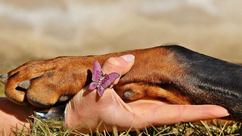 Patas à prova de toxinas: Alimentos do cotidiano que cães devem evitar!