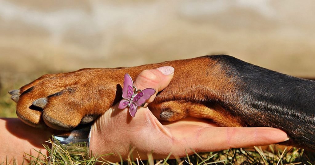 Patas à prova de toxinas: Alimentos do cotidiano que cães devem evitar!