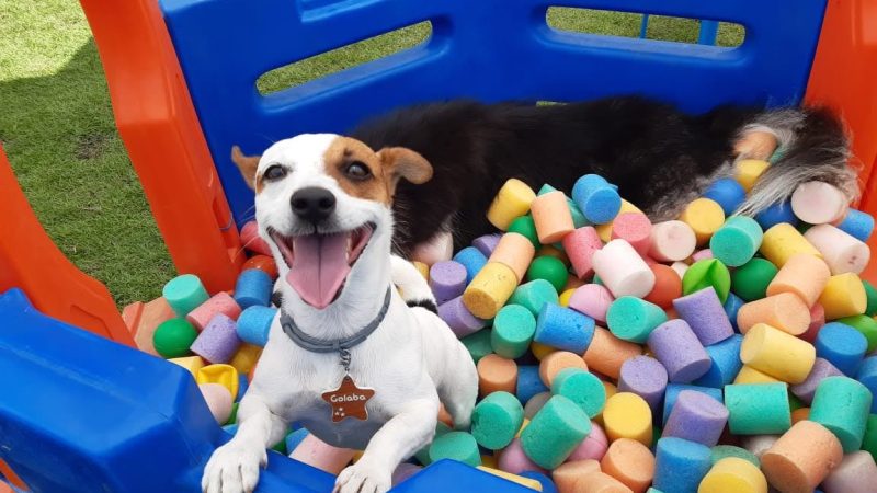 Au-terrífico: O Poder do Espaço Pessoal para Cães!