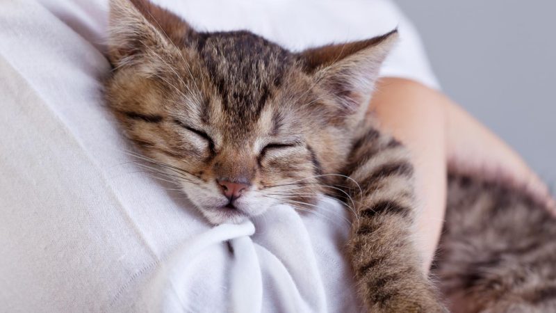 Ronronoterapia: mimando gatinhos com reflexologia!
